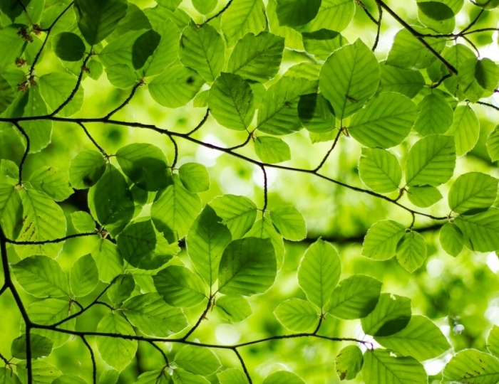 Органы дыхания - «ФМЦ» Росимущества – Санаторий «Орбита-2»