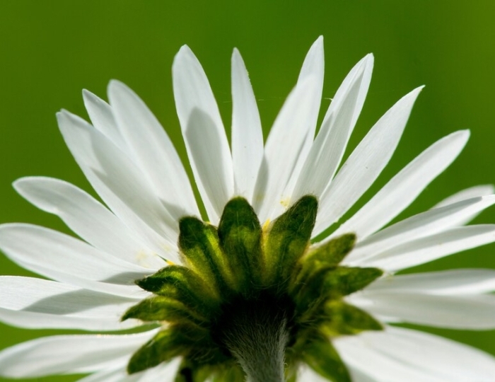 Нервная система - «ФМЦ» Росимущества – Санаторий «Орбита-2»